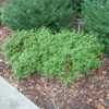 Hardy Gardenia Lynwood Hybrid Azalea